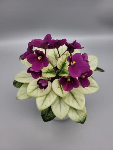 Variegated rare miniature - variegated,