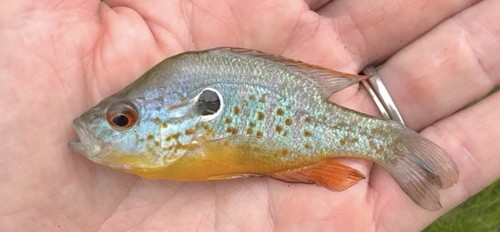Live orange spotted - orange, longear