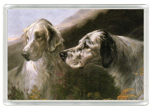 English setter dogs - dogs, dog