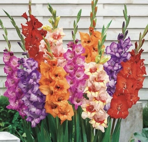 Gladioli mixed bulbs - mixed,