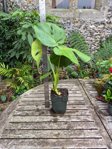 Monstera deliciosa swiss - deliciosa,