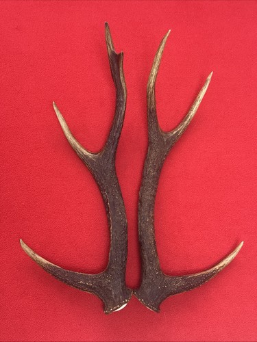 Pair sika deer antlers - pair, of