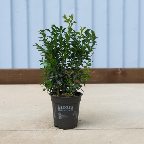 Buxus sempervirens hedging - 2,