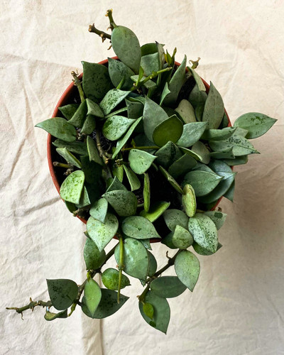 Hoya krohniana eskimo - hoya, 'eskimo'