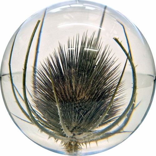Large teasel paperweight made - teasel,