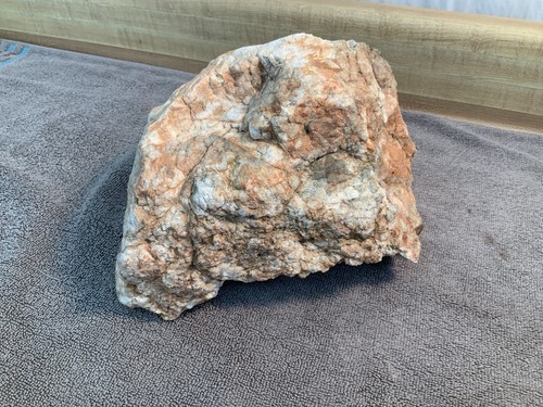 Large vivarium lizard - large,