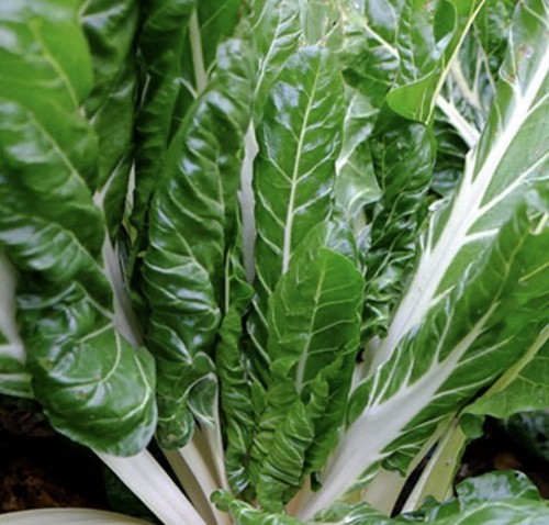 Organic grown vegetable - 2,