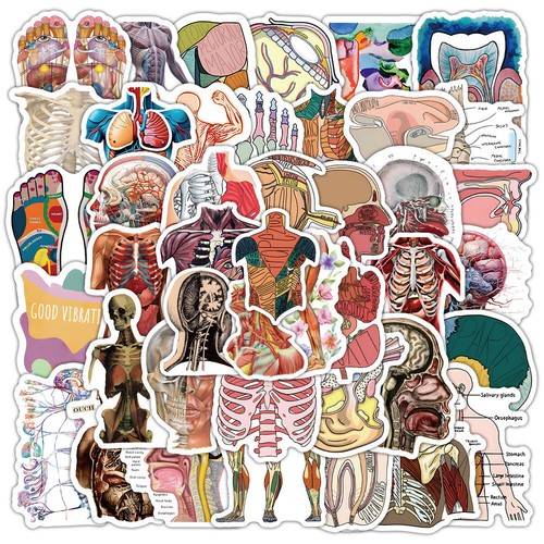 50pcs human anatomy - human,