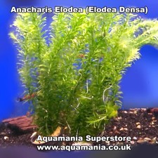 Elodea Densa Tropical Cold