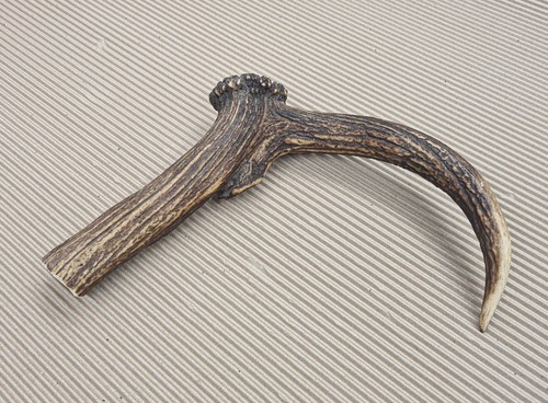 Beautiful deer antler - beautiful,