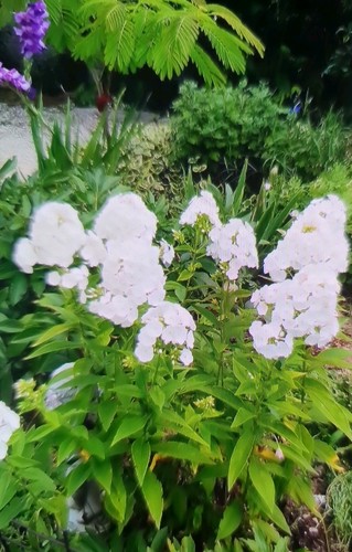 Garden phlox paniculata - 2,