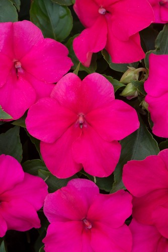 Busy lizzie impatiens - busy,