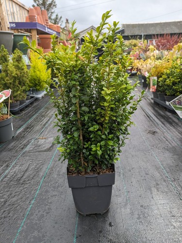 Buxus sempervirens common box - sempervirens,