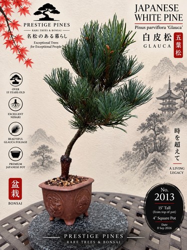 Japanese white pine - japanese,