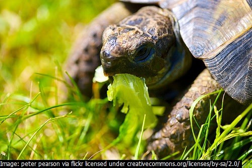 Tortoise food mix grow your - grow,