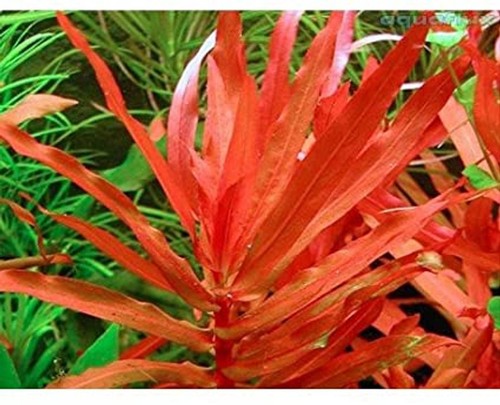 Ammannia senegalensis live - senegalensis,