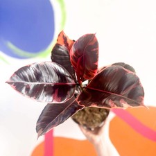 Ficus elastica 'Belize' -