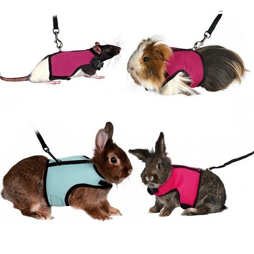 Trixie rabbit guinea pig rat - guinea,