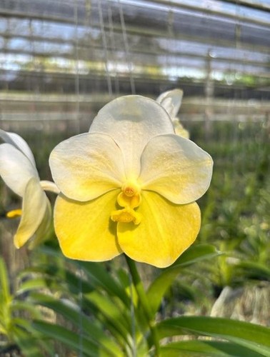 Rare vanda golden - rare, jade
