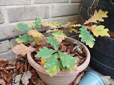 Oak Tree Saplings X2.