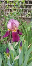 X3 Iris germanica 'Indian