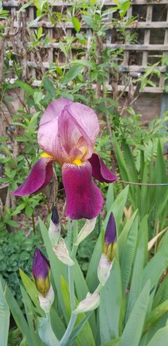 Iris germanica indian chief - iris,