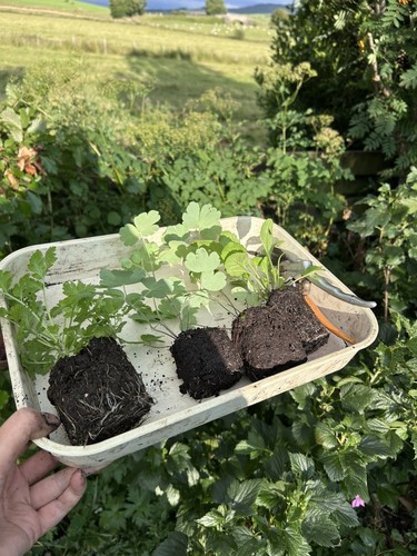 Bare root joblot hardy - bare,