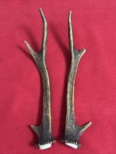 PAIR OF SIKA DEER ANTLERS 174g.   aprox. 27cm.