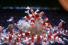 Premium Shrimp UK Snowflake Shrimp Food , For All Type of Freshwater Shrimps