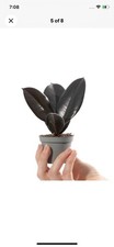 Baby Rubber Plant Ficus Robusta Small Indoor Air Purifying Houseplant