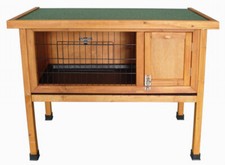 Pet Dwarf Rabbit Bunny Guinea