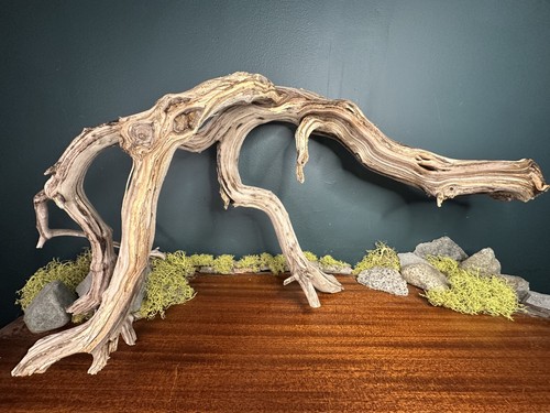 Large manzanita - large, 25”