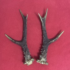 PAIR OF ROE DEER ANTLERS 