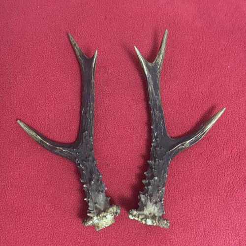 Pair roe deer antlers - pair,