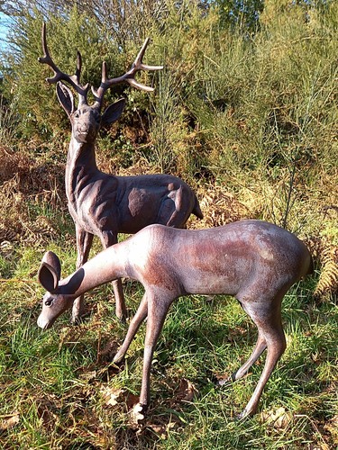 Large stag doe - doe, garden
