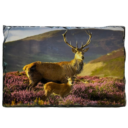 Slate tablemat highland cow - highland,