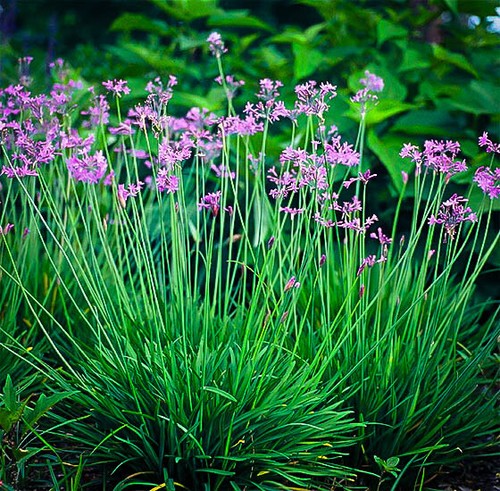 Tulbaghia violacea society - violacea,,