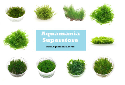 Mosses live aquarium - live, carpet