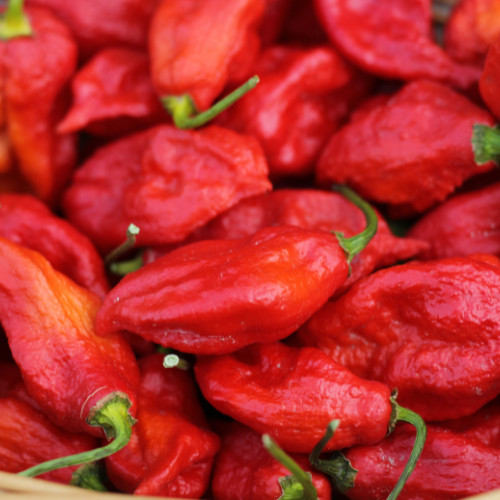 Chilli pepper bhut - pepper,