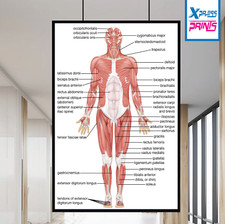 Muscular System Human Chart