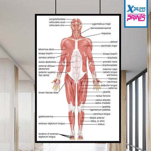 Muscular system human chart - human,