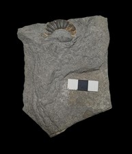 Unprepared ammonite fossil