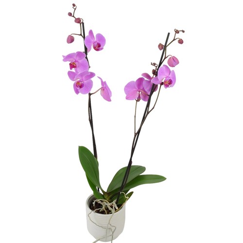 Phalaenopsis orchid pink - phalaenopsis, uk