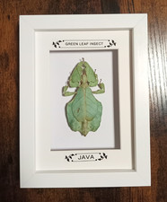 Taxidermy Real Framed Insects Green Leaf From Java In Wooden Frame /Entomology
