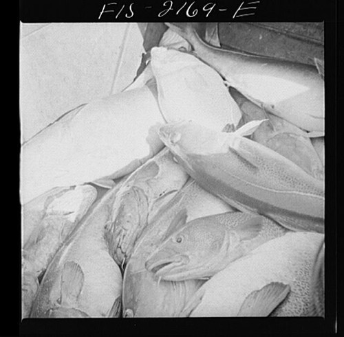 Photo massachusetts cape - photo:massachusetts, cod
