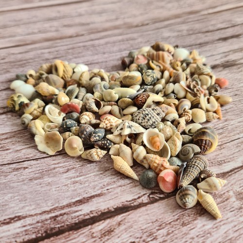 200 pcs tiny - mixed, shells