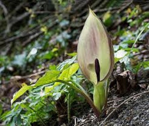 Arum lily maculatum - arum, and
