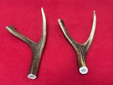 2 PIECES OF SIKA DEER ANTLERS