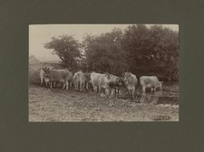 Cows drinking in pond antique albumen art photo