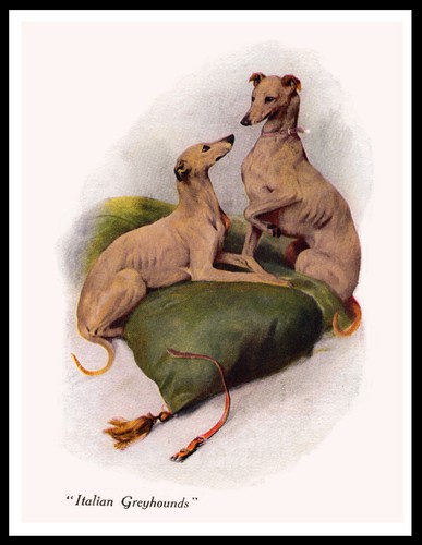 Italian greyhound dogs lovely - dogs,